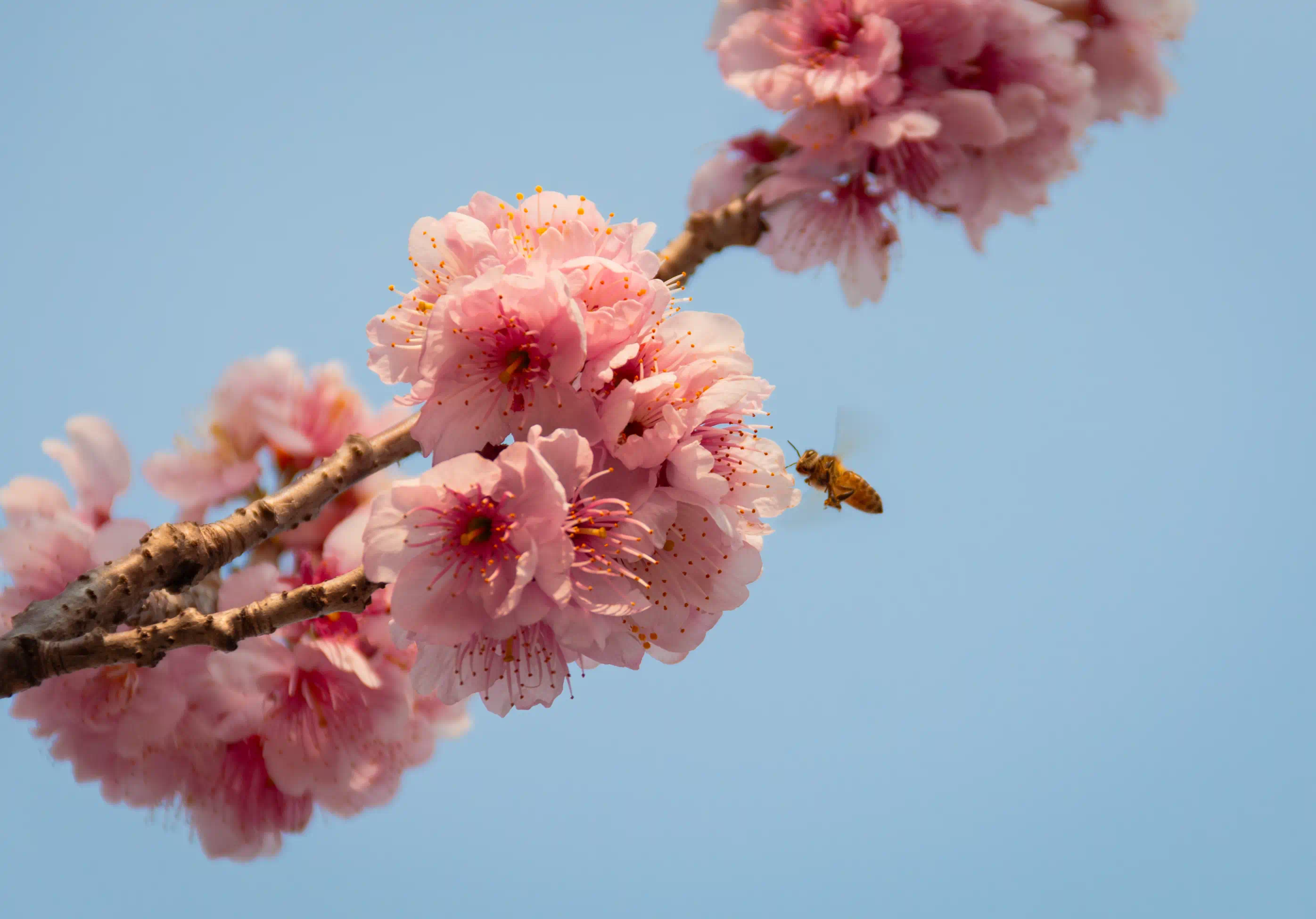 樱花和蜜蜂